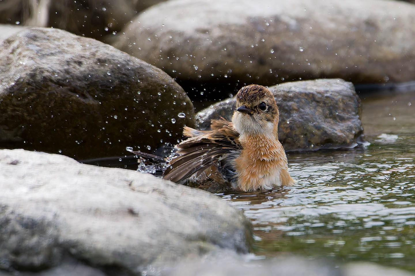Canon EOS 60D + TAMRON SP 150-600mm F/5-6.3 Di VC USD (A011) and DxO PureRAW 3