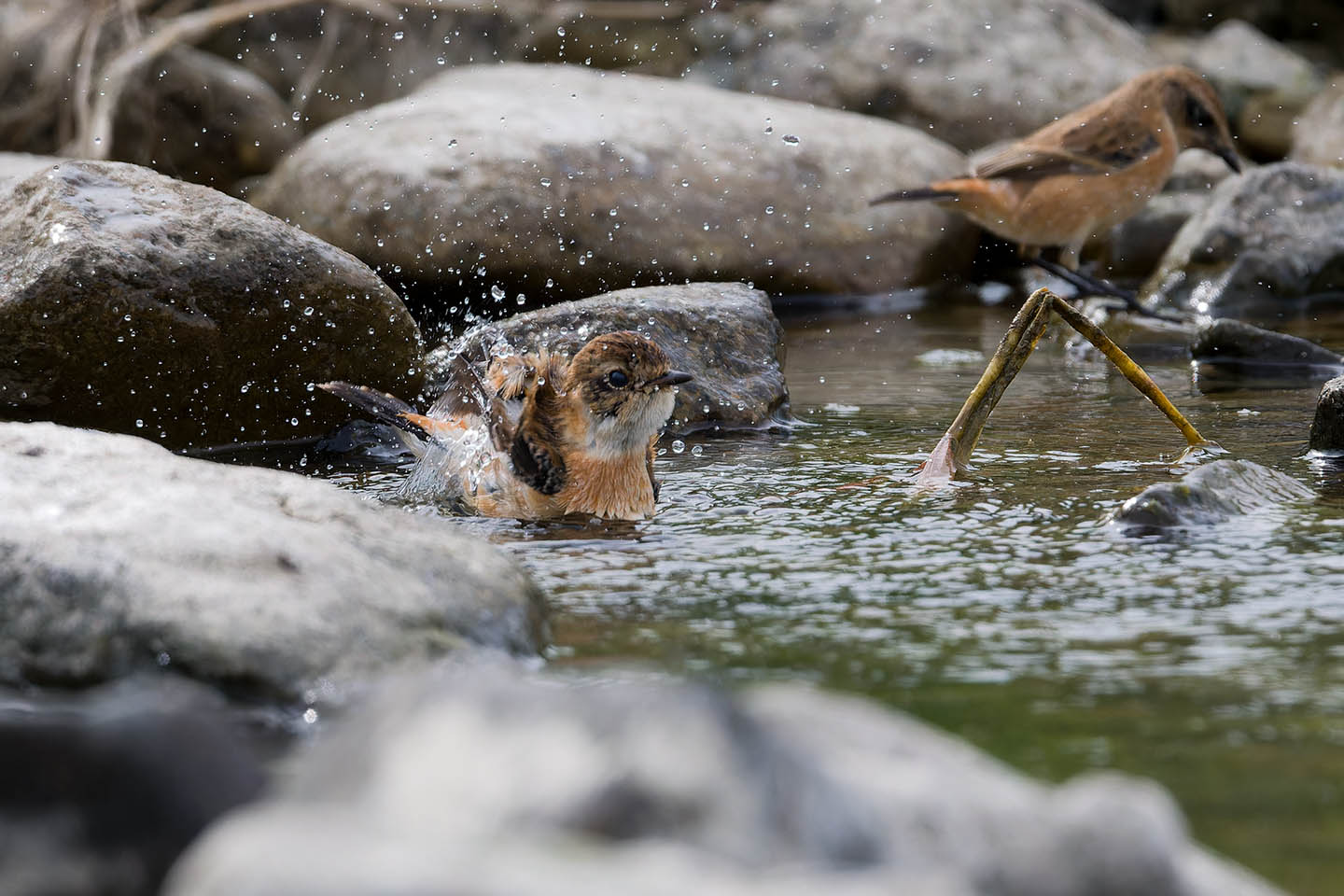 Canon EOS 60D + TAMRON SP 150-600mm F/5-6.3 Di VC USD (A011) and DxO PureRAW 3