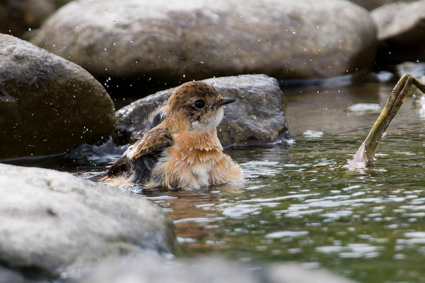 Canon EOS 60D + TAMRON SP 150-600mm F/5-6.3 Di VC USD (A011) and DxO PureRAW 3
