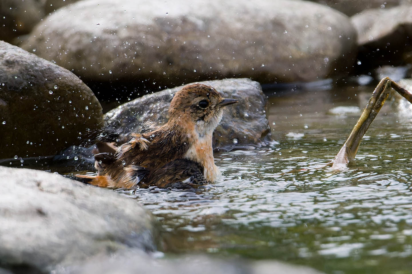 Canon EOS 60D + TAMRON SP 150-600mm F/5-6.3 Di VC USD (A011) and DxO PureRAW 3