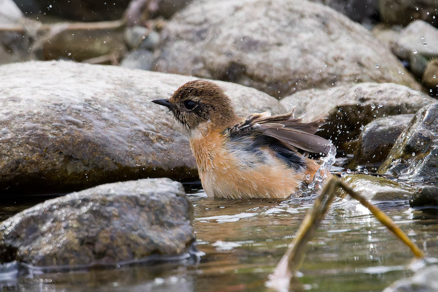 Canon EOS 60D + TAMRON SP 150-600mm F/5-6.3 Di VC USD (A011) and DxO PureRAW 3