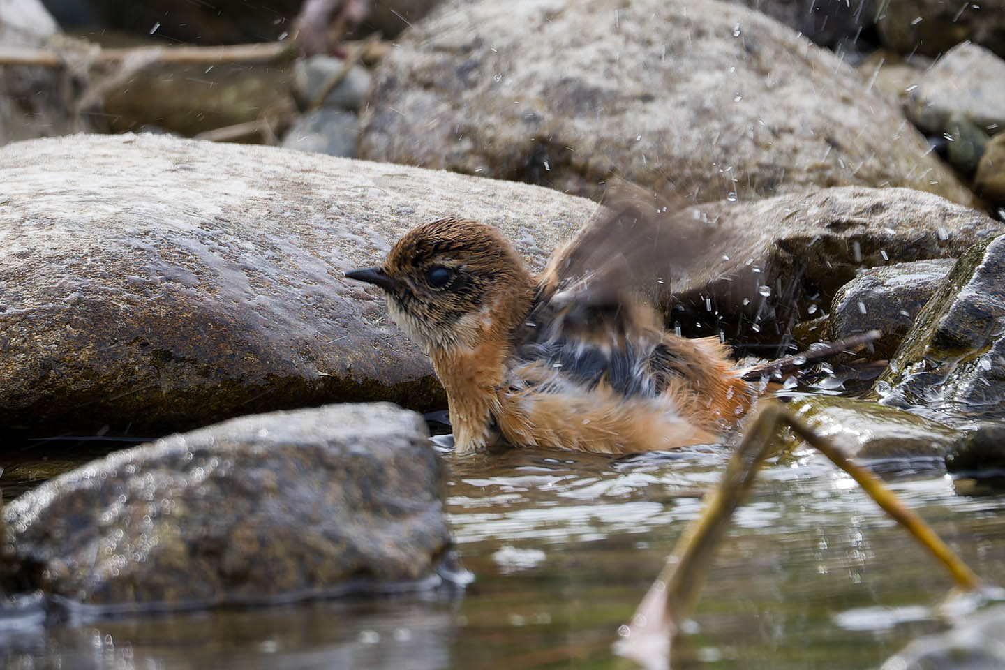 Canon EOS 60D + TAMRON SP 150-600mm F/5-6.3 Di VC USD (A011) and DxO PureRAW 3