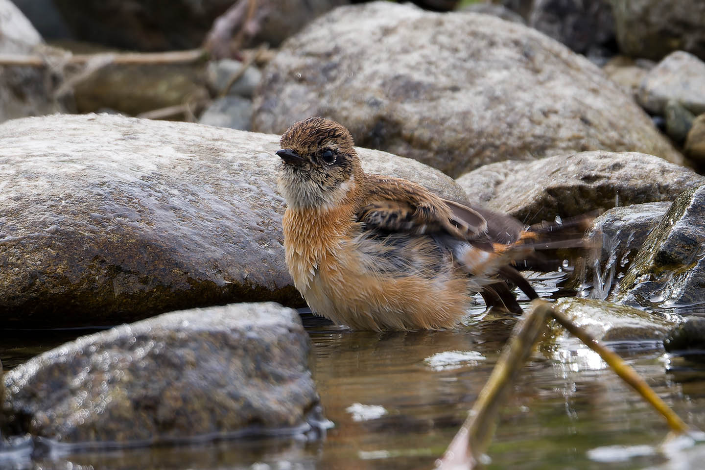 Canon EOS 60D + TAMRON SP 150-600mm F/5-6.3 Di VC USD (A011) and DxO PureRAW 3