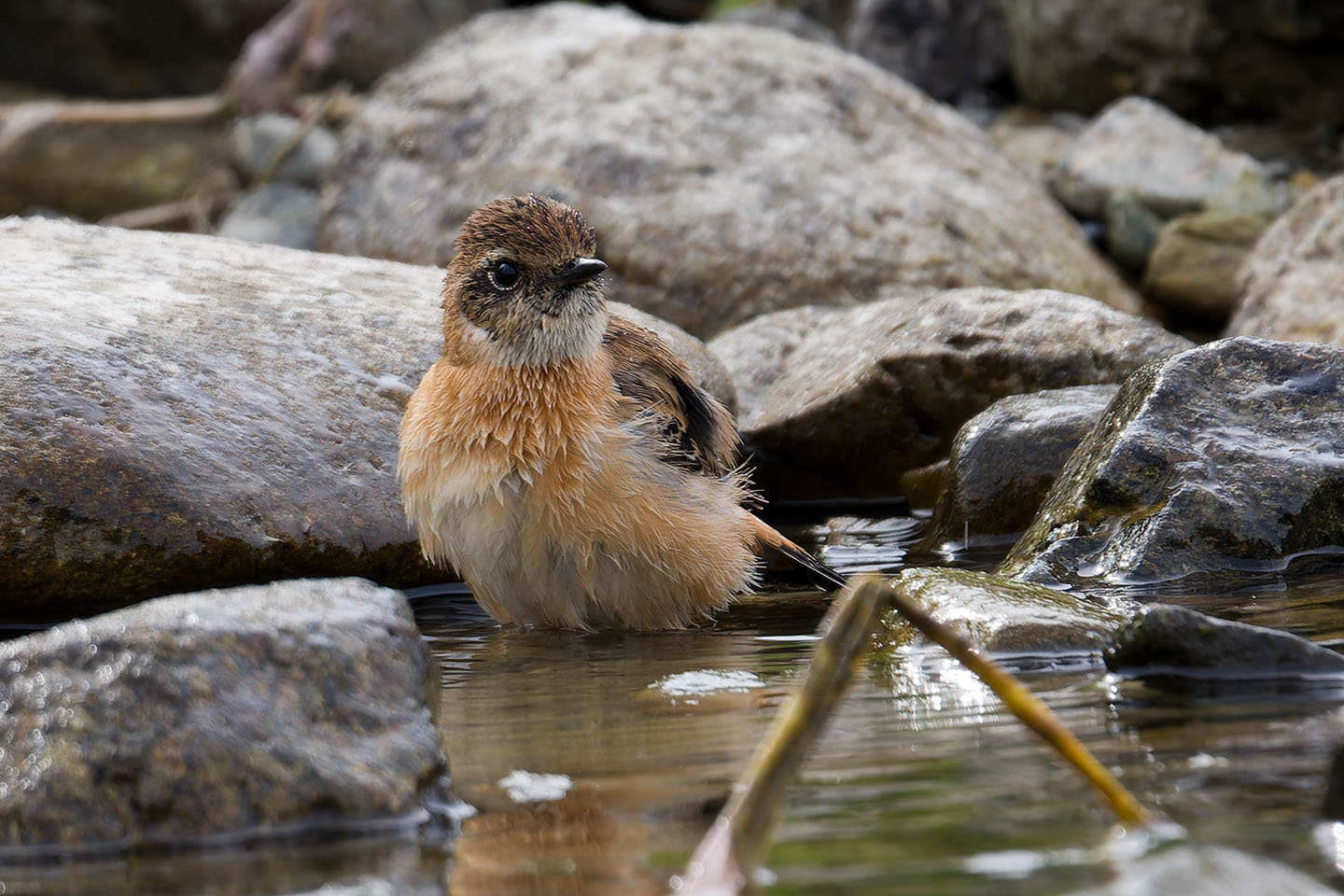 Canon EOS 60D + TAMRON SP 150-600mm F/5-6.3 Di VC USD (A011) and DxO PureRAW 3