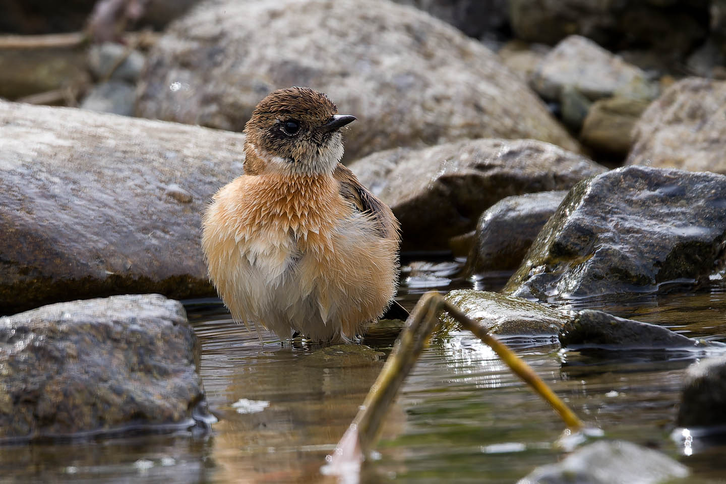Canon EOS 60D + TAMRON SP 150-600mm F/5-6.3 Di VC USD (A011) and DxO PureRAW 3
