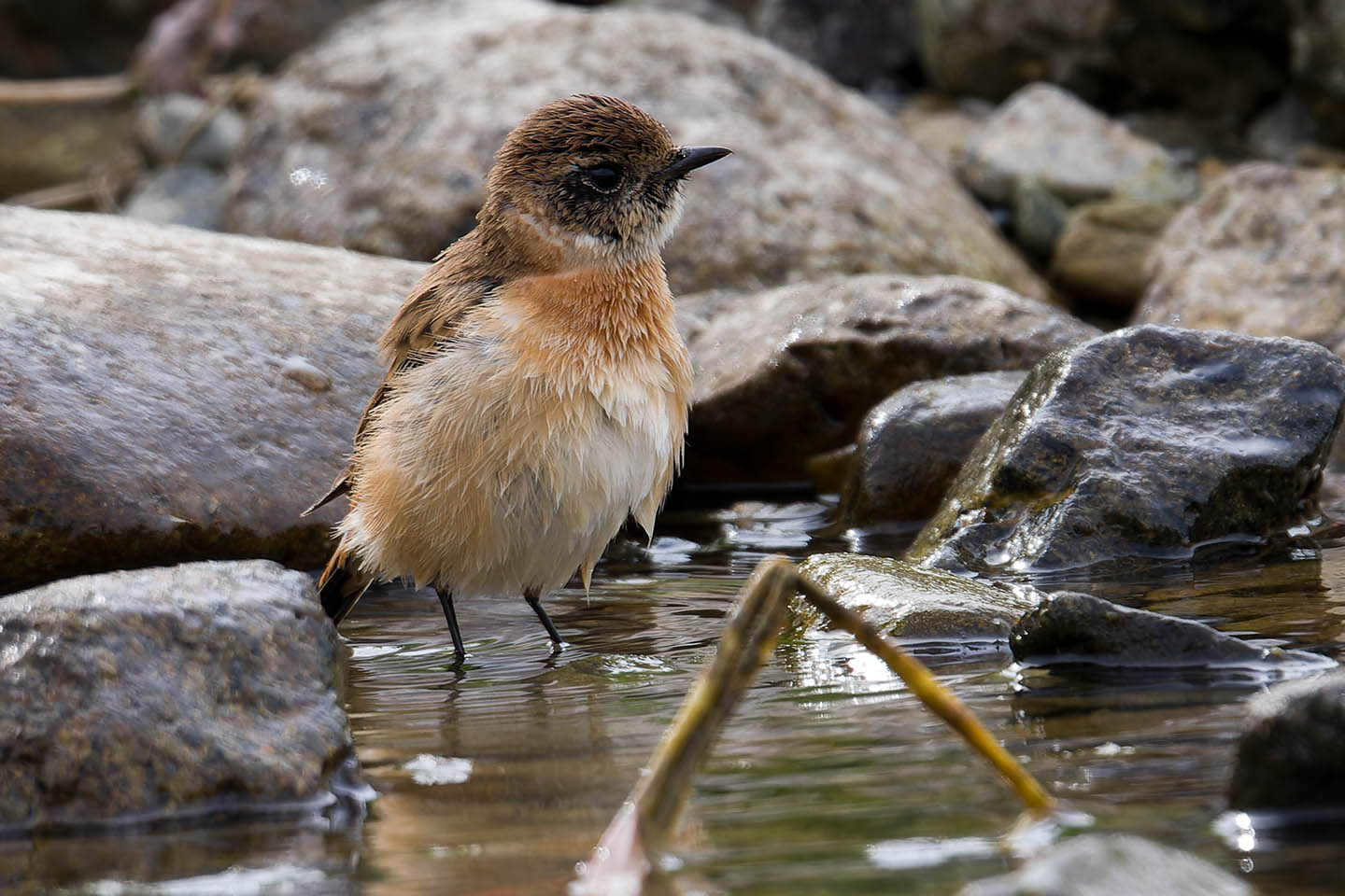 Canon EOS 60D + TAMRON SP 150-600mm F/5-6.3 Di VC USD (A011) and DxO PureRAW 3