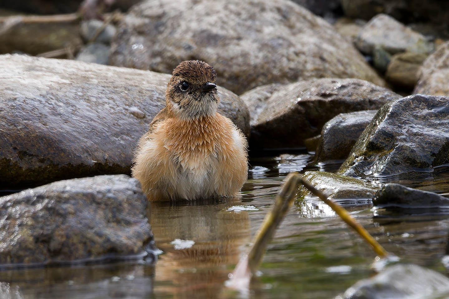 Canon EOS 60D + TAMRON SP 150-600mm F/5-6.3 Di VC USD (A011) and DxO PureRAW 3