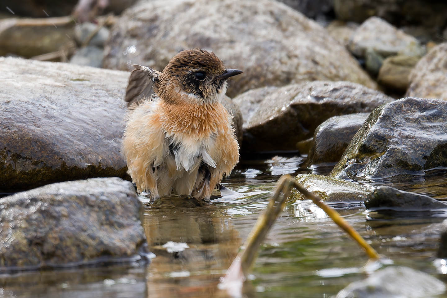 Canon EOS 60D + TAMRON SP 150-600mm F/5-6.3 Di VC USD (A011) and DxO PureRAW 3
