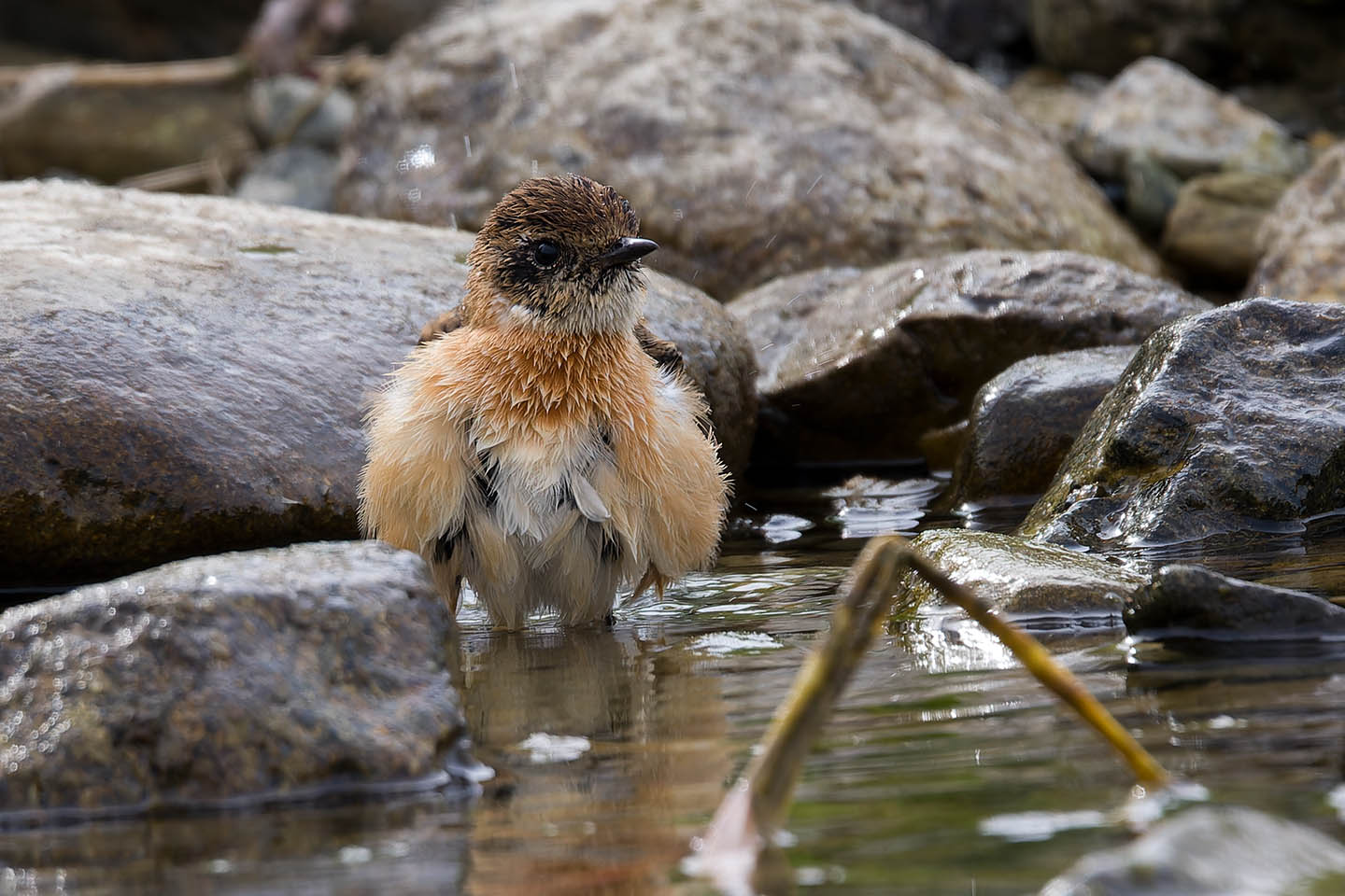 Canon EOS 60D + TAMRON SP 150-600mm F/5-6.3 Di VC USD (A011) and DxO PureRAW 3