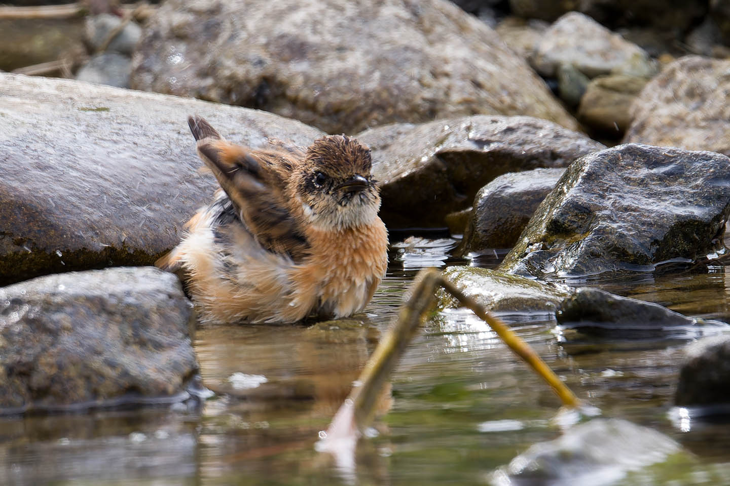 Canon EOS 60D + TAMRON SP 150-600mm F/5-6.3 Di VC USD (A011) and DxO PureRAW 3