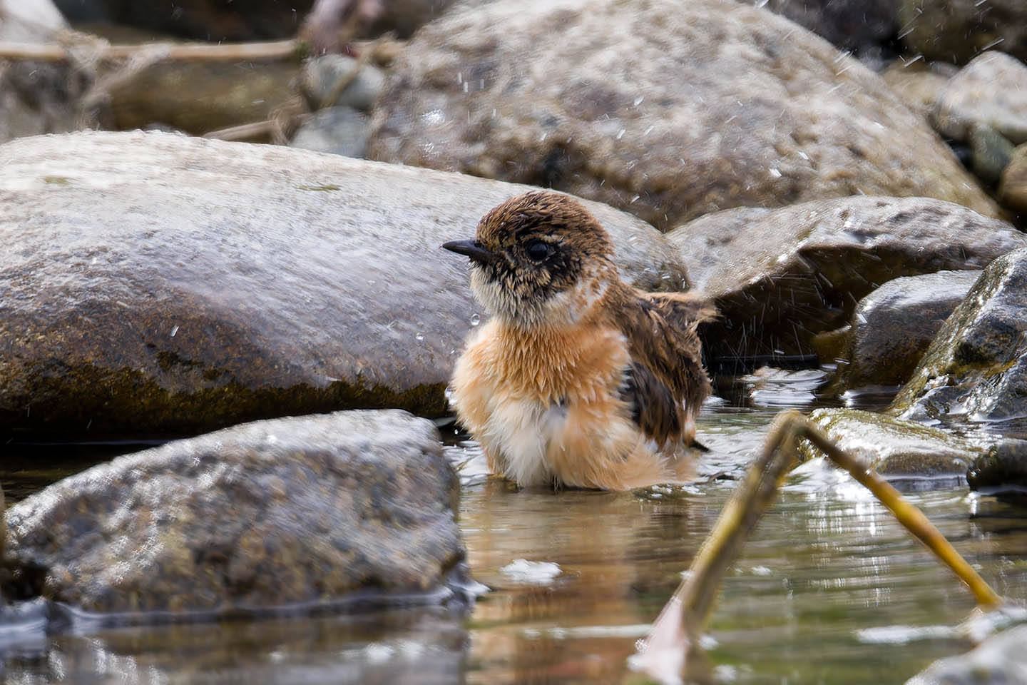 Canon EOS 60D + TAMRON SP 150-600mm F/5-6.3 Di VC USD (A011) and DxO PureRAW 3