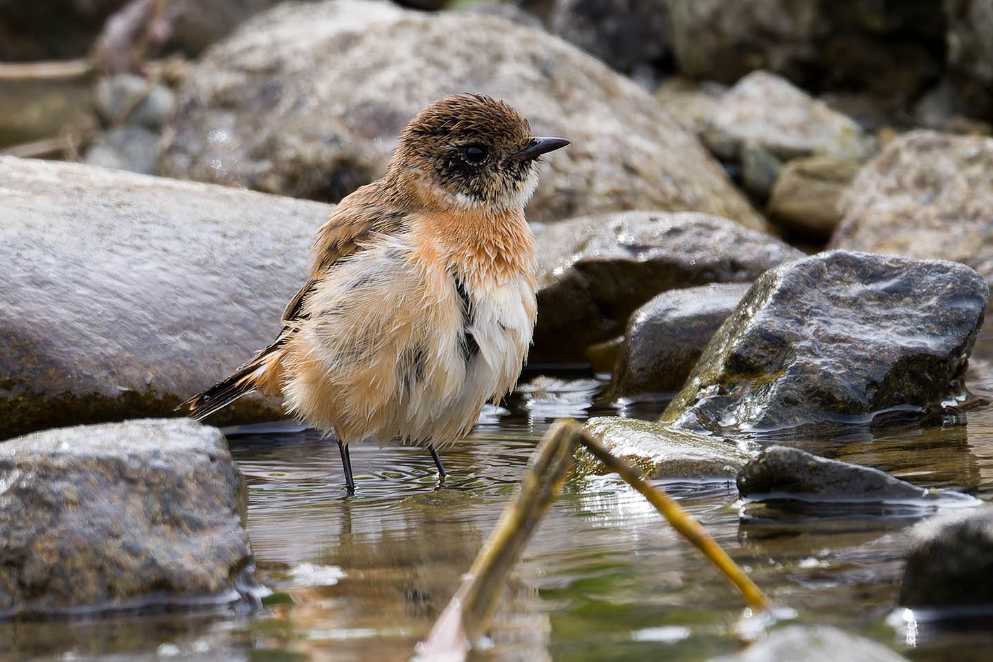 Canon EOS 60D + TAMRON SP 150-600mm F/5-6.3 Di VC USD (A011) and DxO PureRAW 3