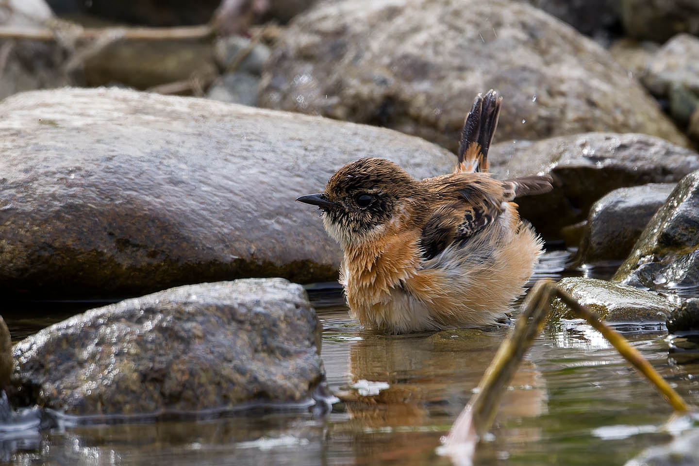 Canon EOS 60D + TAMRON SP 150-600mm F/5-6.3 Di VC USD (A011) and DxO PureRAW 3