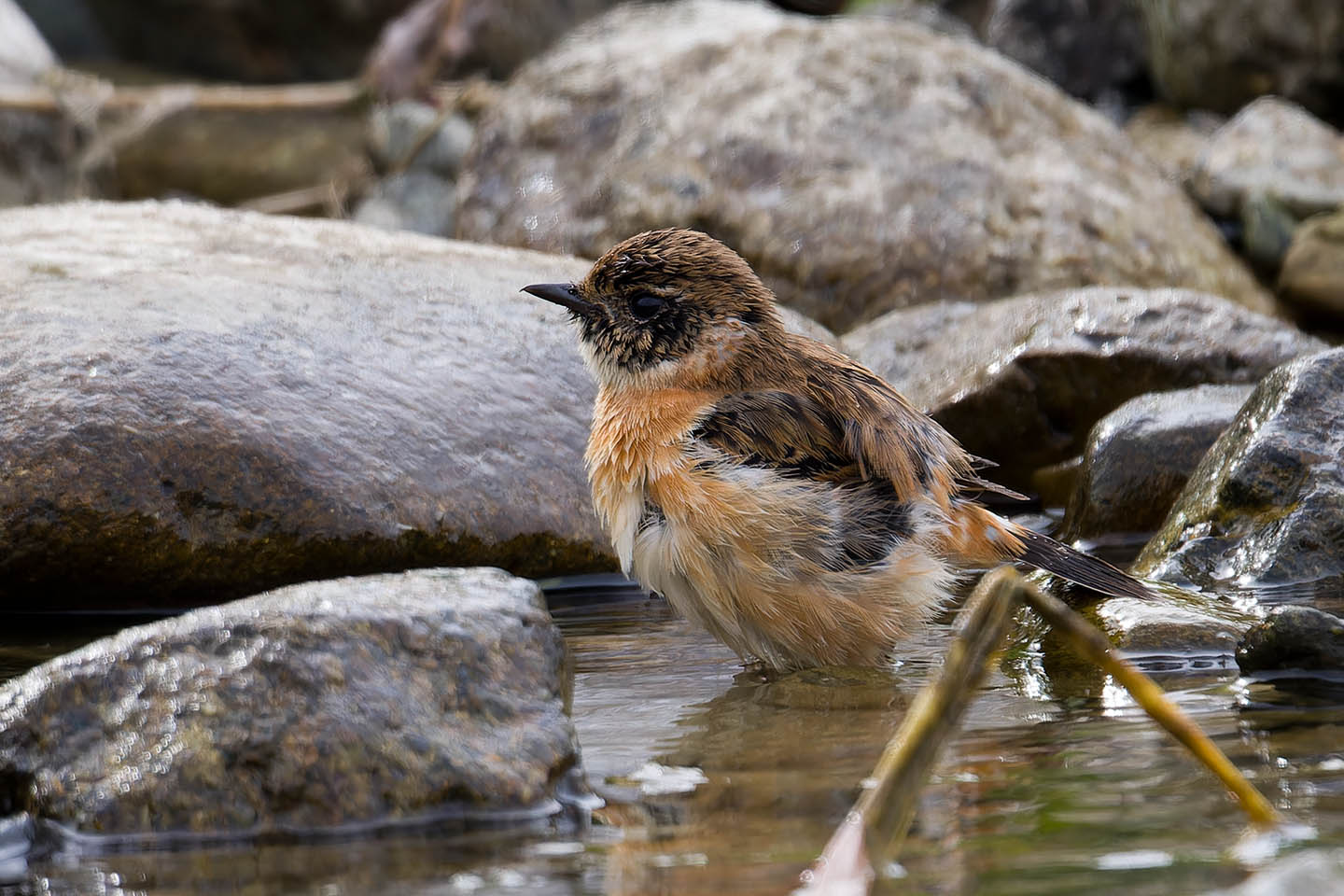 Canon EOS 60D + TAMRON SP 150-600mm F/5-6.3 Di VC USD (A011) and DxO PureRAW 3