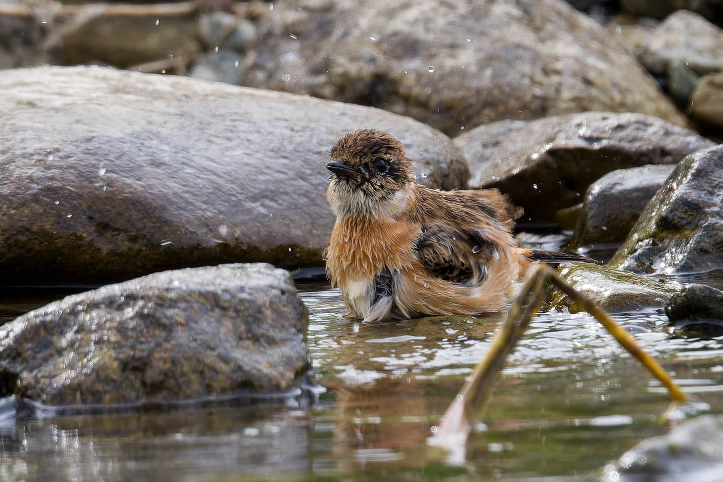 Canon EOS 60D + TAMRON SP 150-600mm F/5-6.3 Di VC USD (A011) and DxO PureRAW 3