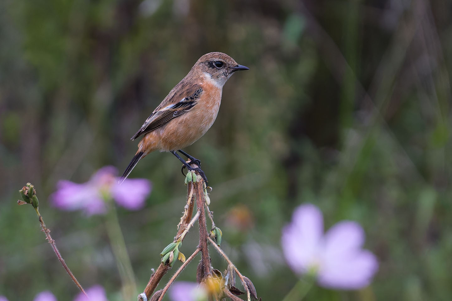 Canon EOS 60D + TAMRON SP 150-600mm F/5-6.3 Di VC USD (A011) and DxO PureRAW 3