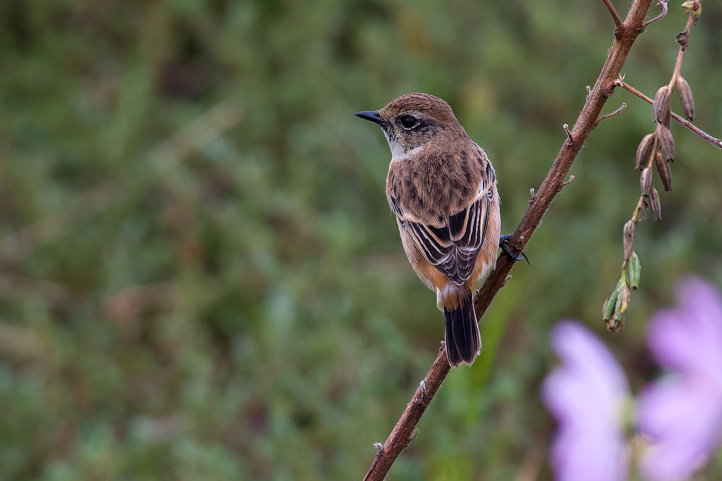 Canon EOS 60D + TAMRON SP 150-600mm F/5-6.3 Di VC USD (A011) and DxO PureRAW 3