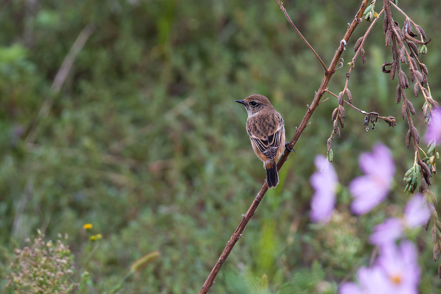 Canon EOS 60D + TAMRON SP 150-600mm F/5-6.3 Di VC USD (A011) and DxO PureRAW 3