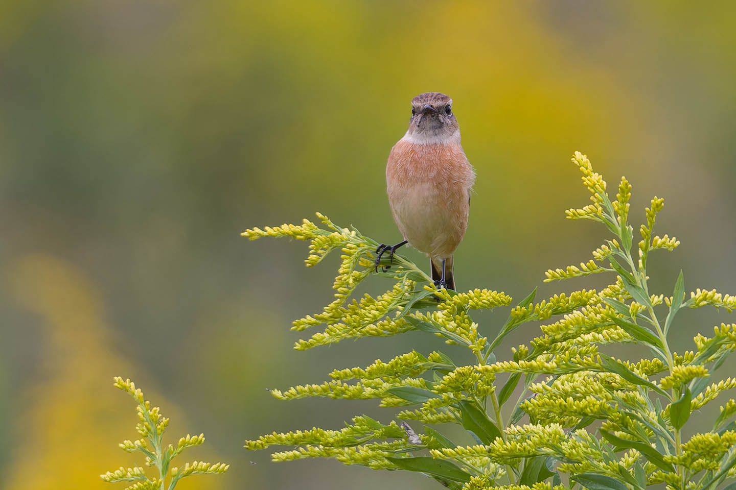 Canon EOS 60D + TAMRON SP 150-600mm F/5-6.3 Di VC USD (A011) and DxO PureRAW 3