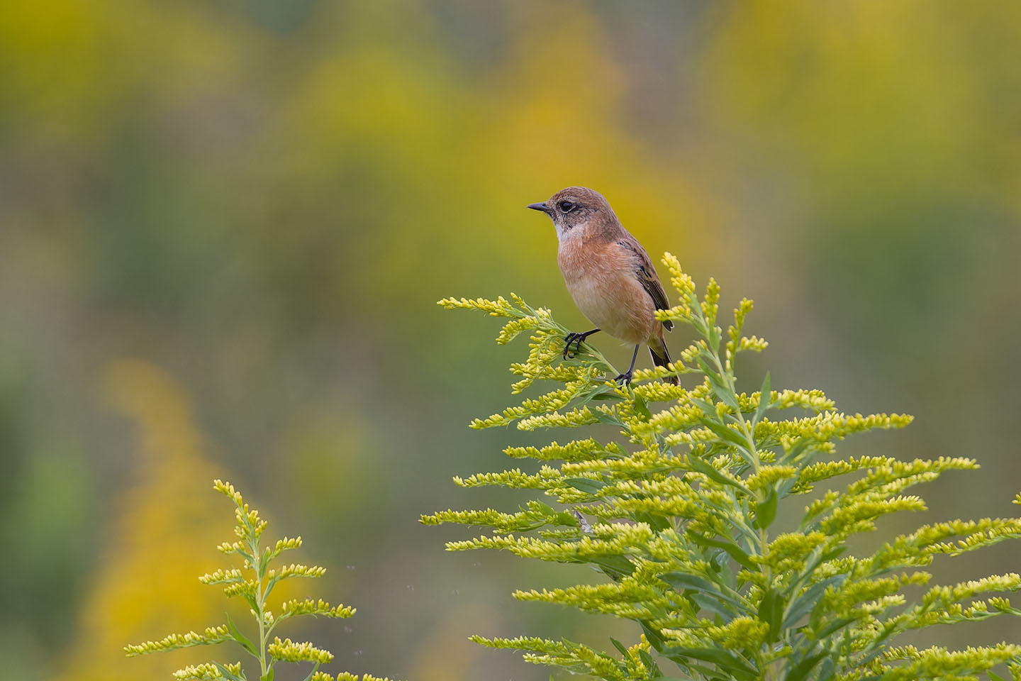 Canon EOS 60D + TAMRON SP 150-600mm F/5-6.3 Di VC USD (A011) and DxO PureRAW 3