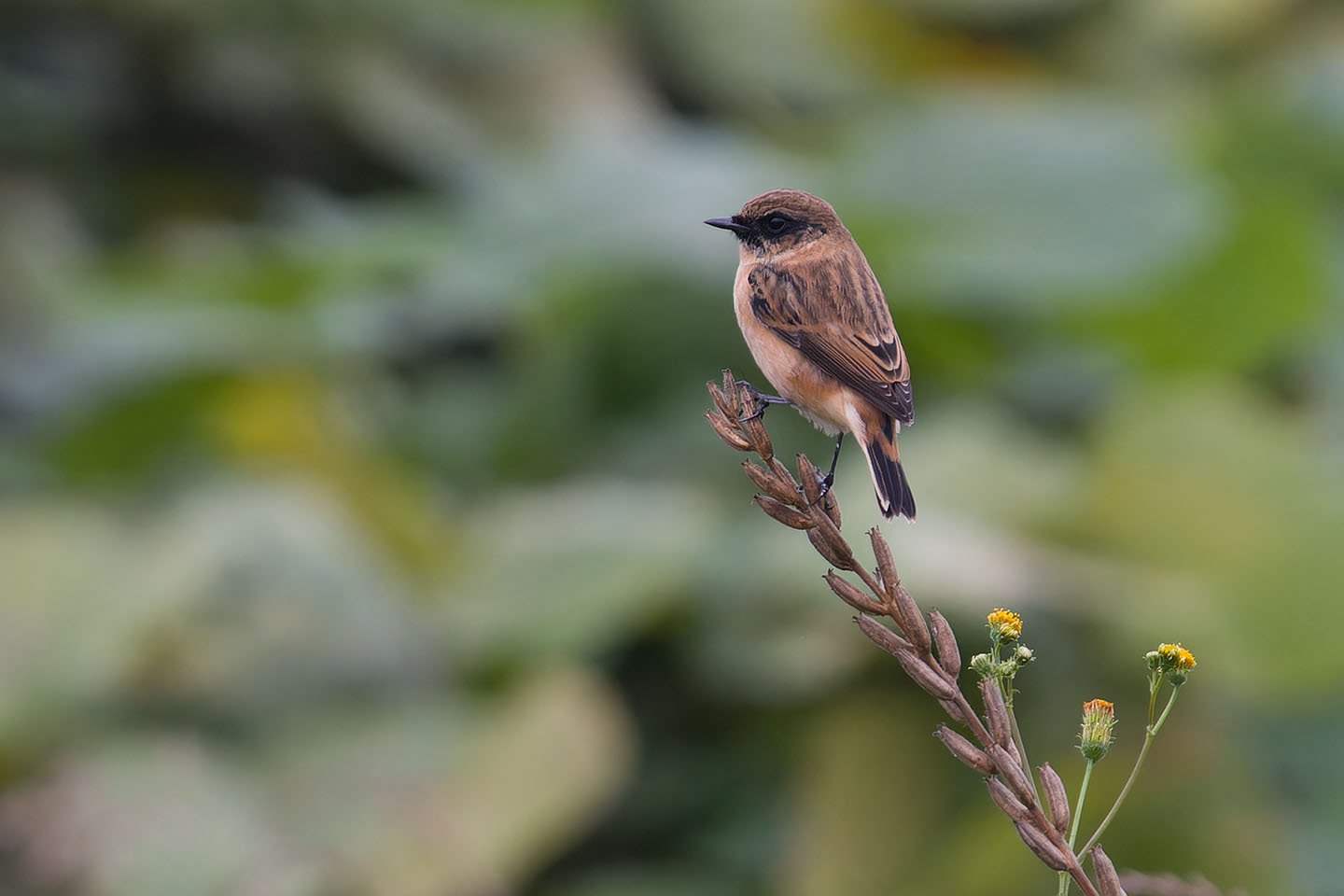 Canon EOS 60D + TAMRON SP 150-600mm F/5-6.3 Di VC USD (A011) and DxO PureRAW 3
