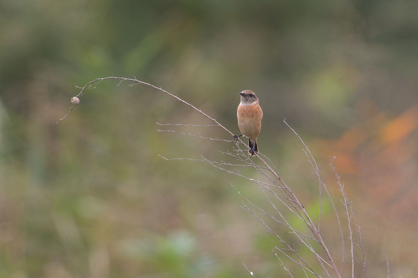 Canon EOS 60D + TAMRON SP 150-600mm F/5-6.3 Di VC USD (A011) and DxO PureRAW 3