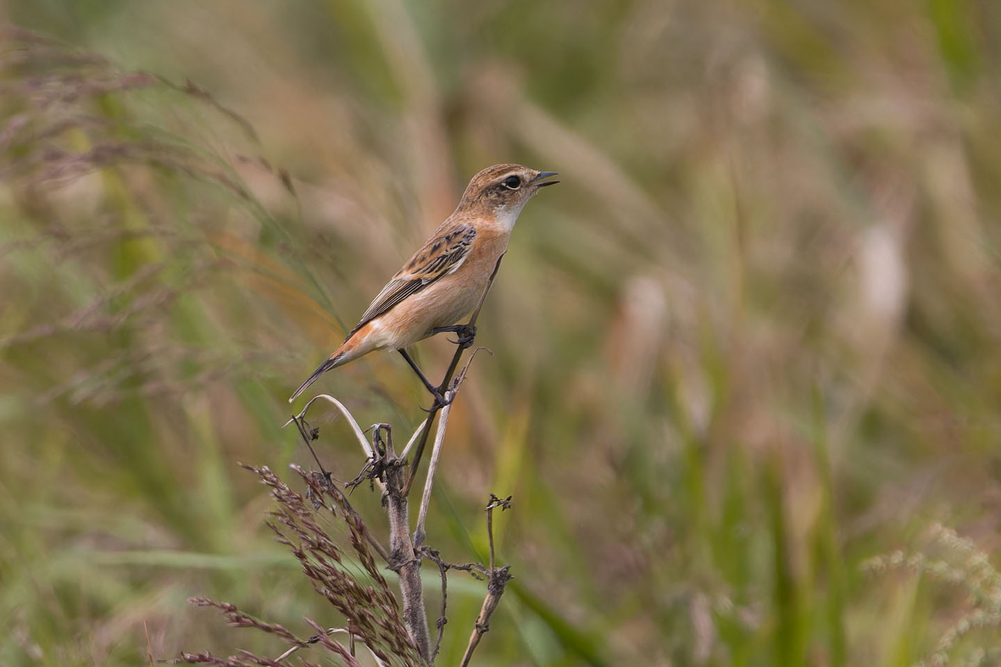 Canon EOS 60D + TAMRON SP 150-600mm F/5-6.3 Di VC USD (A011) and DxO PureRAW 3