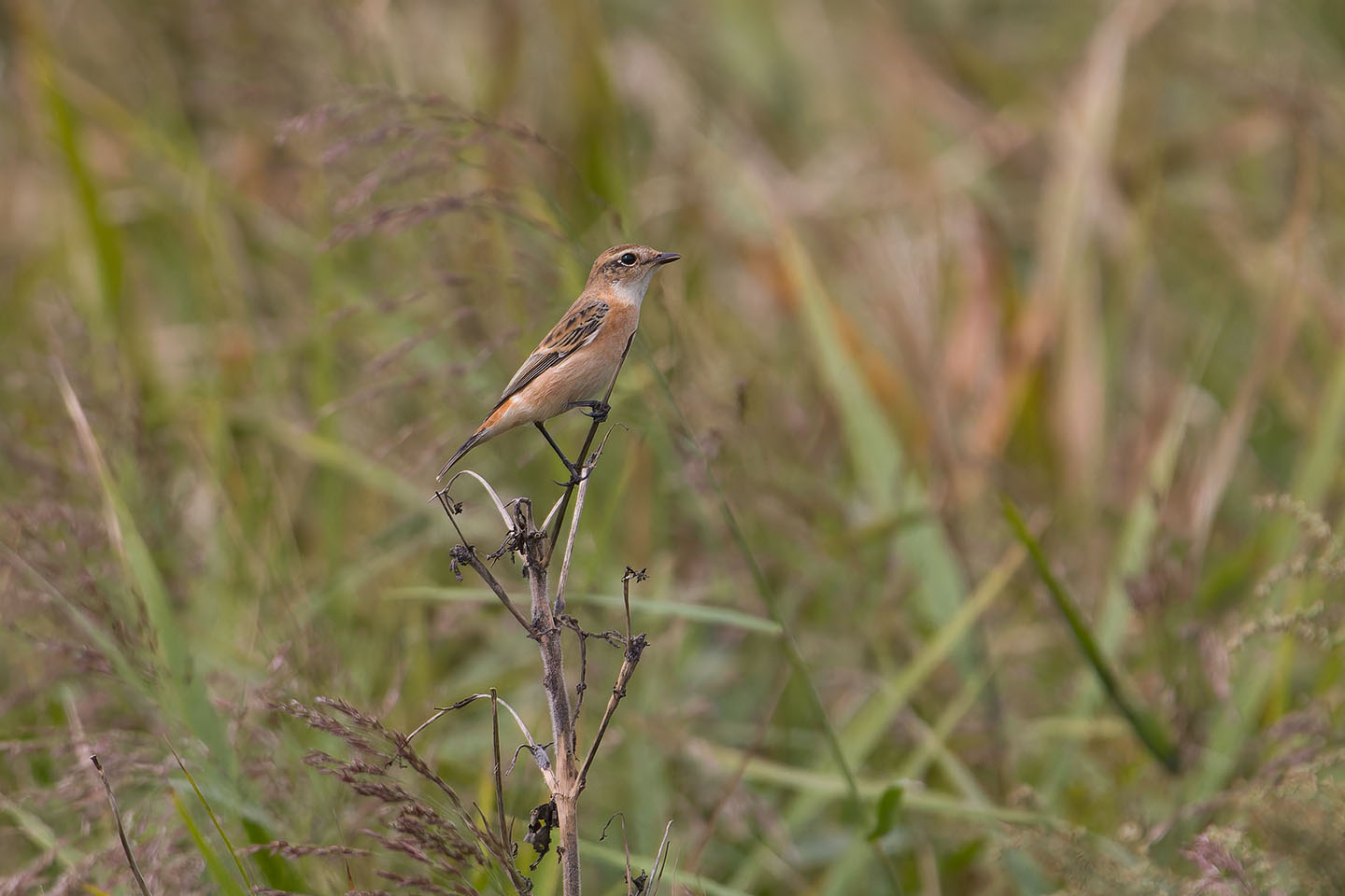 Canon EOS 60D + TAMRON SP 150-600mm F/5-6.3 Di VC USD (A011) and DxO PureRAW 3