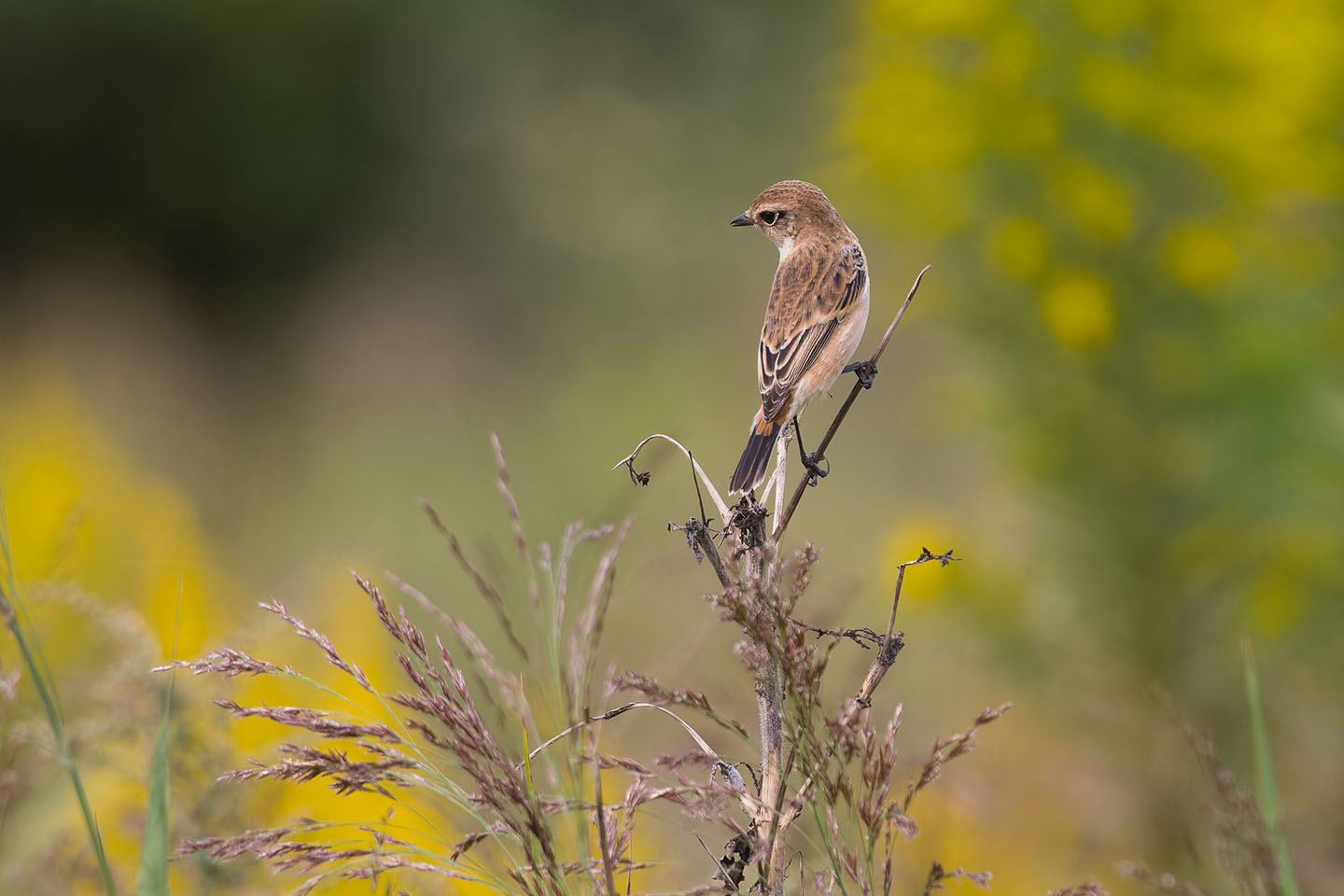 Canon EOS 60D + TAMRON SP 150-600mm F/5-6.3 Di VC USD (A011) and DxO PureRAW 3