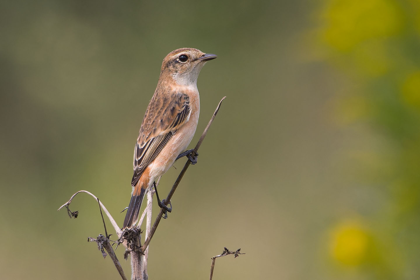 Canon EOS 60D + TAMRON SP 150-600mm F/5-6.3 Di VC USD (A011) and DxO PureRAW 3