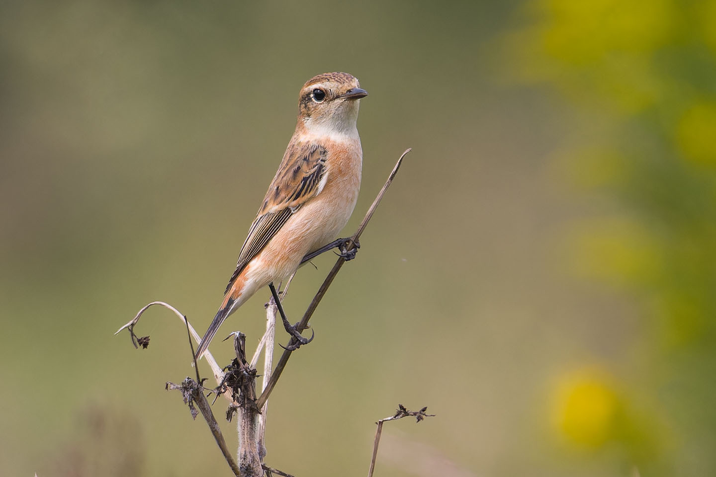 Canon EOS 60D + TAMRON SP 150-600mm F/5-6.3 Di VC USD (A011) and DxO PureRAW 3