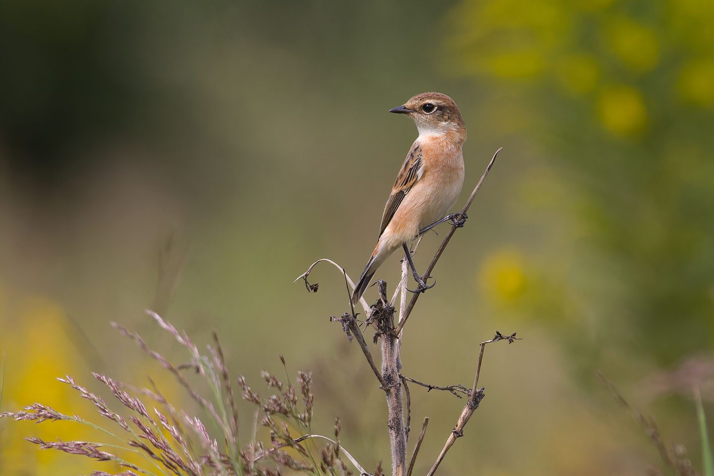 Canon EOS 60D + TAMRON SP 150-600mm F/5-6.3 Di VC USD (A011) and DxO PureRAW 3