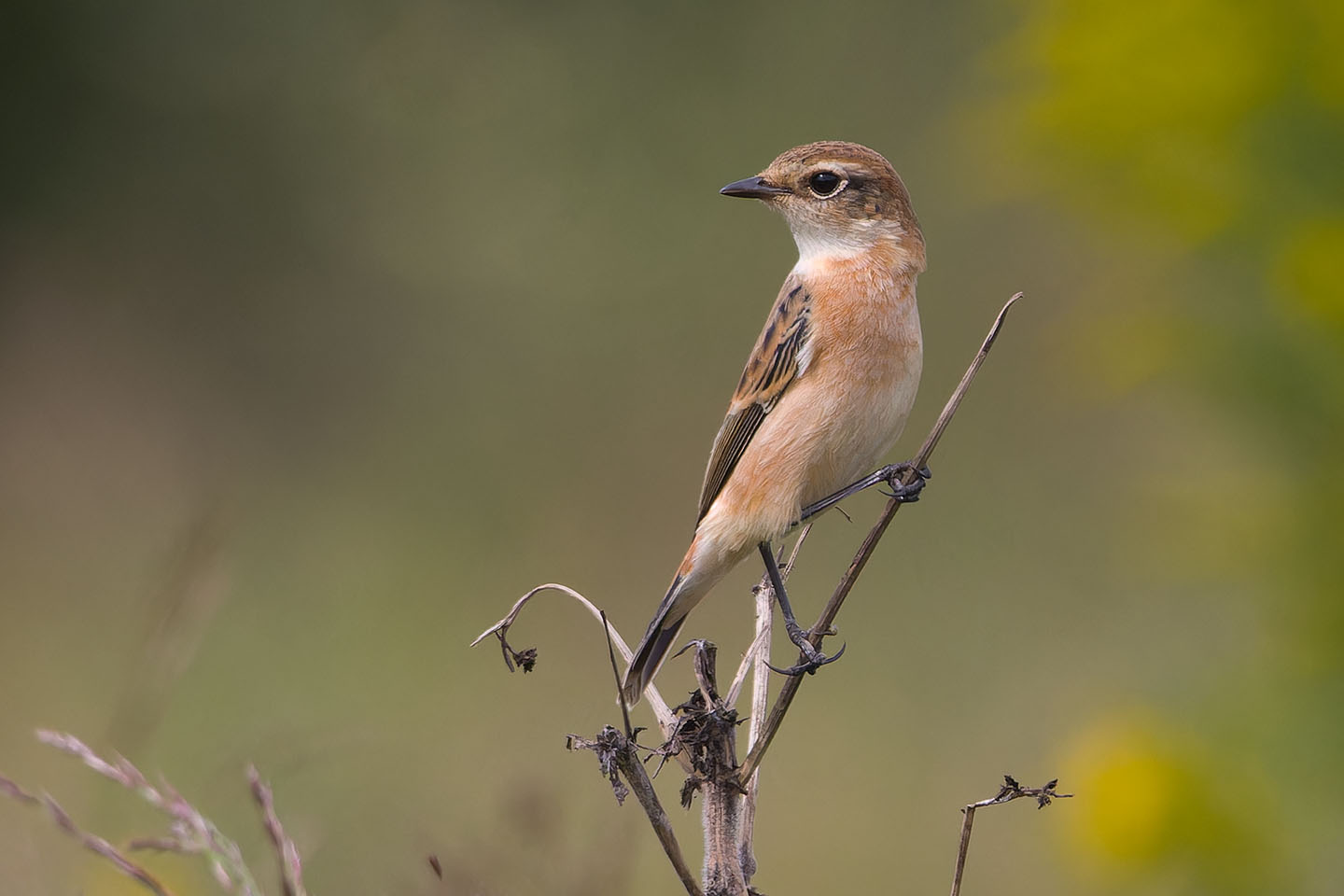 Canon EOS 60D + TAMRON SP 150-600mm F/5-6.3 Di VC USD (A011) and DxO PureRAW 3