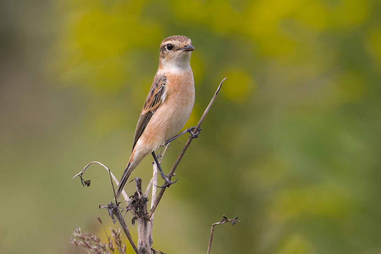 Canon EOS 60D + TAMRON SP 150-600mm F/5-6.3 Di VC USD (A011) and DxO PureRAW 3
