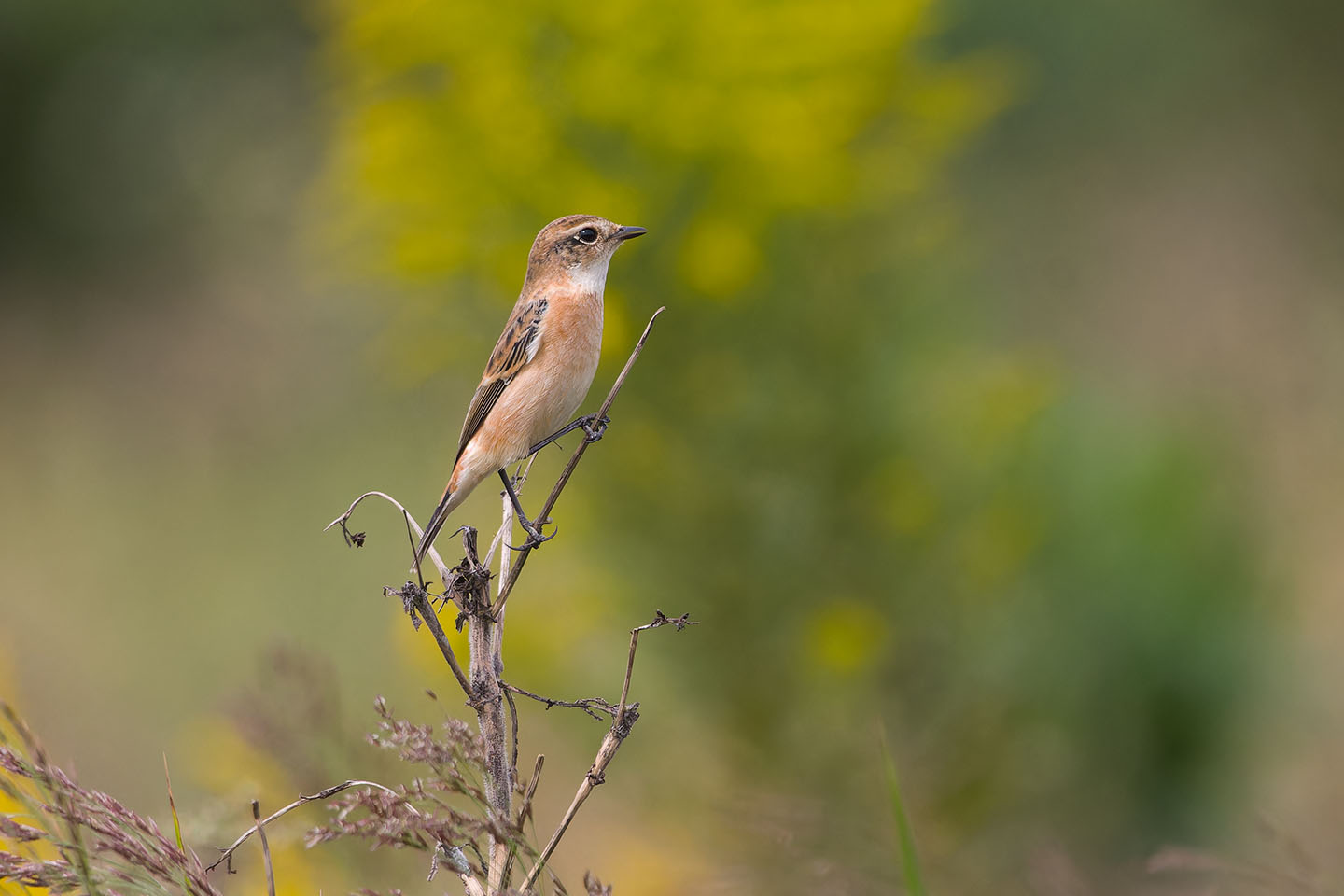 Canon EOS 60D + TAMRON SP 150-600mm F/5-6.3 Di VC USD (A011) and DxO PureRAW 3