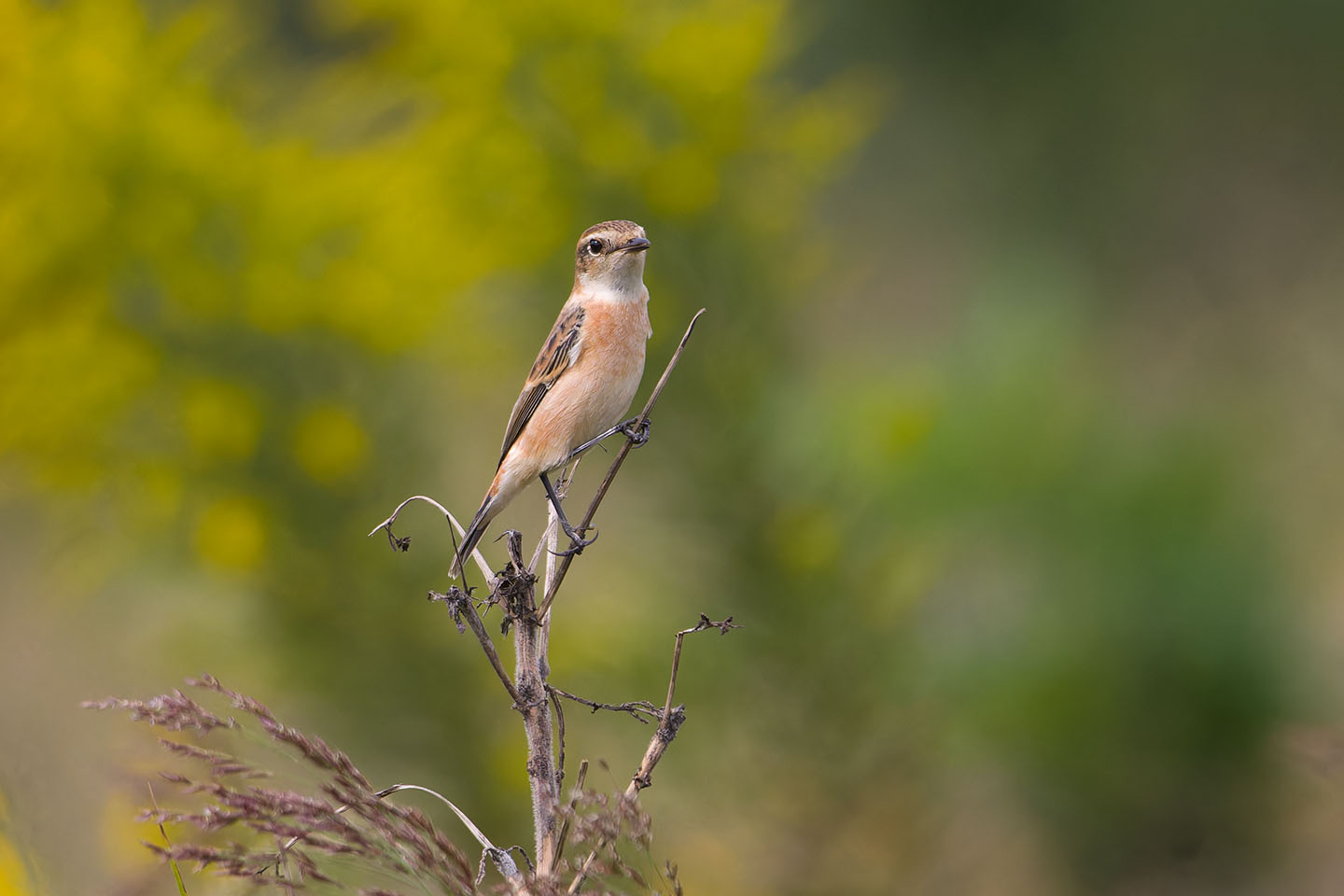 Canon EOS 60D + TAMRON SP 150-600mm F/5-6.3 Di VC USD (A011) and DxO PureRAW 3