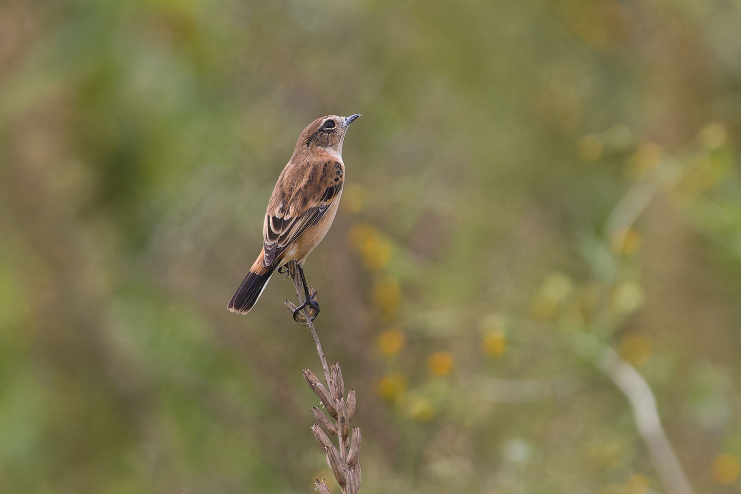 Canon EOS 60D + TAMRON SP 150-600mm F/5-6.3 Di VC USD (A011) and DxO PureRAW 3