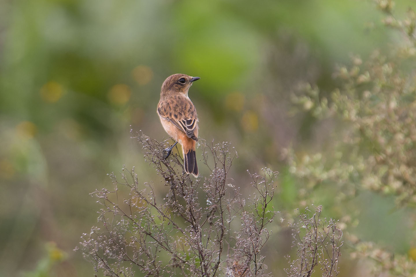Canon EOS 60D + TAMRON SP 150-600mm F/5-6.3 Di VC USD (A011) and DxO PureRAW 3