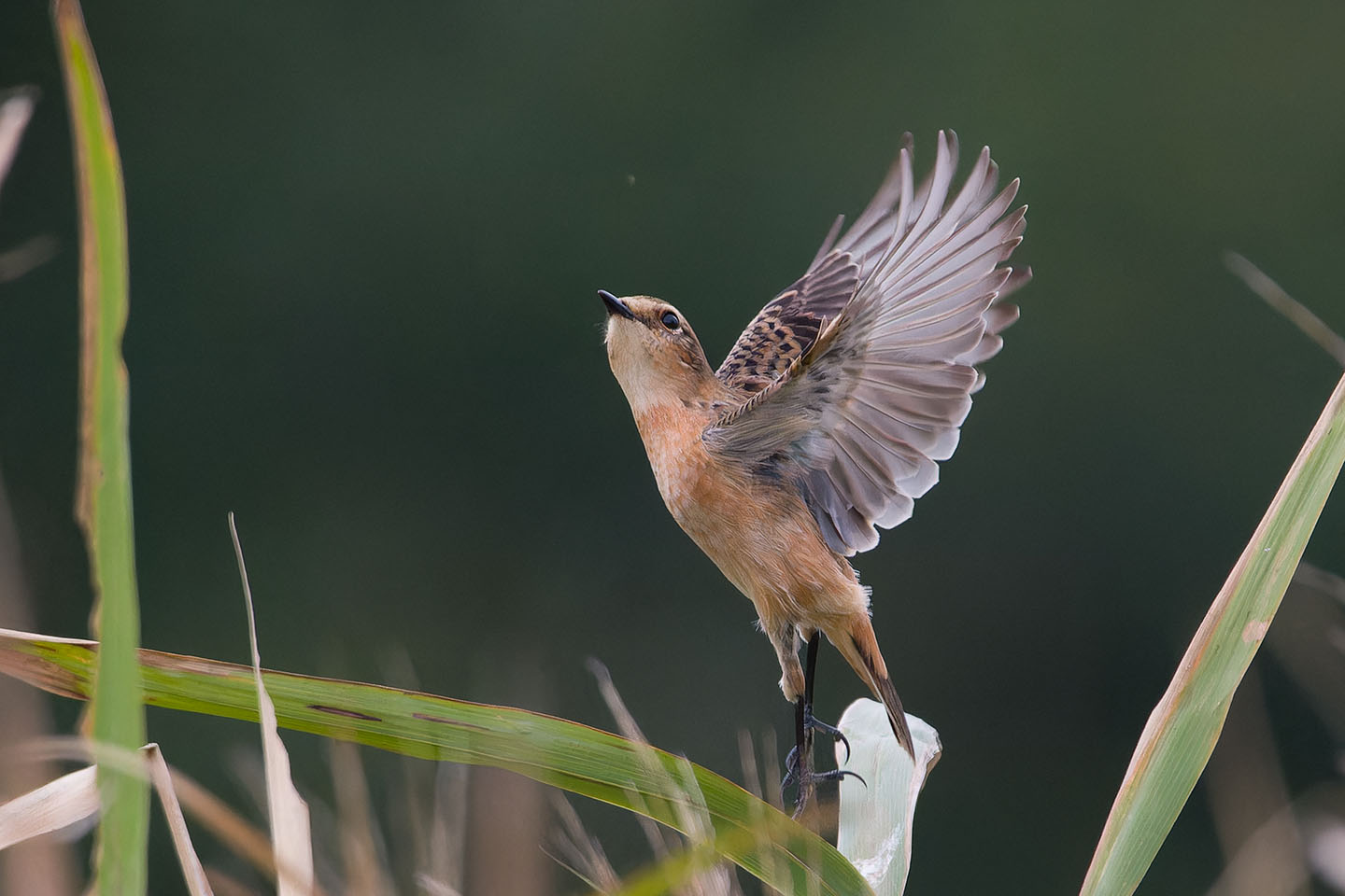 Canon EOS 60D + TAMRON SP 150-600mm F/5-6.3 Di VC USD (A011) and DxO PureRAW 3
