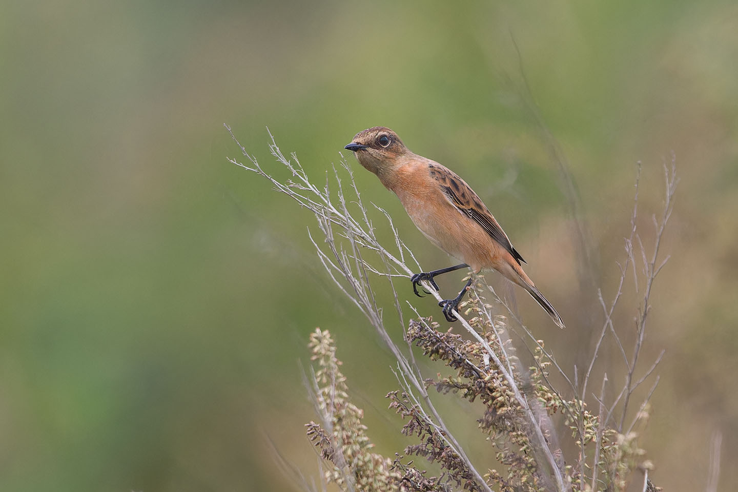 Canon EOS 60D + TAMRON SP 150-600mm F/5-6.3 Di VC USD (A011) and DxO PureRAW 3