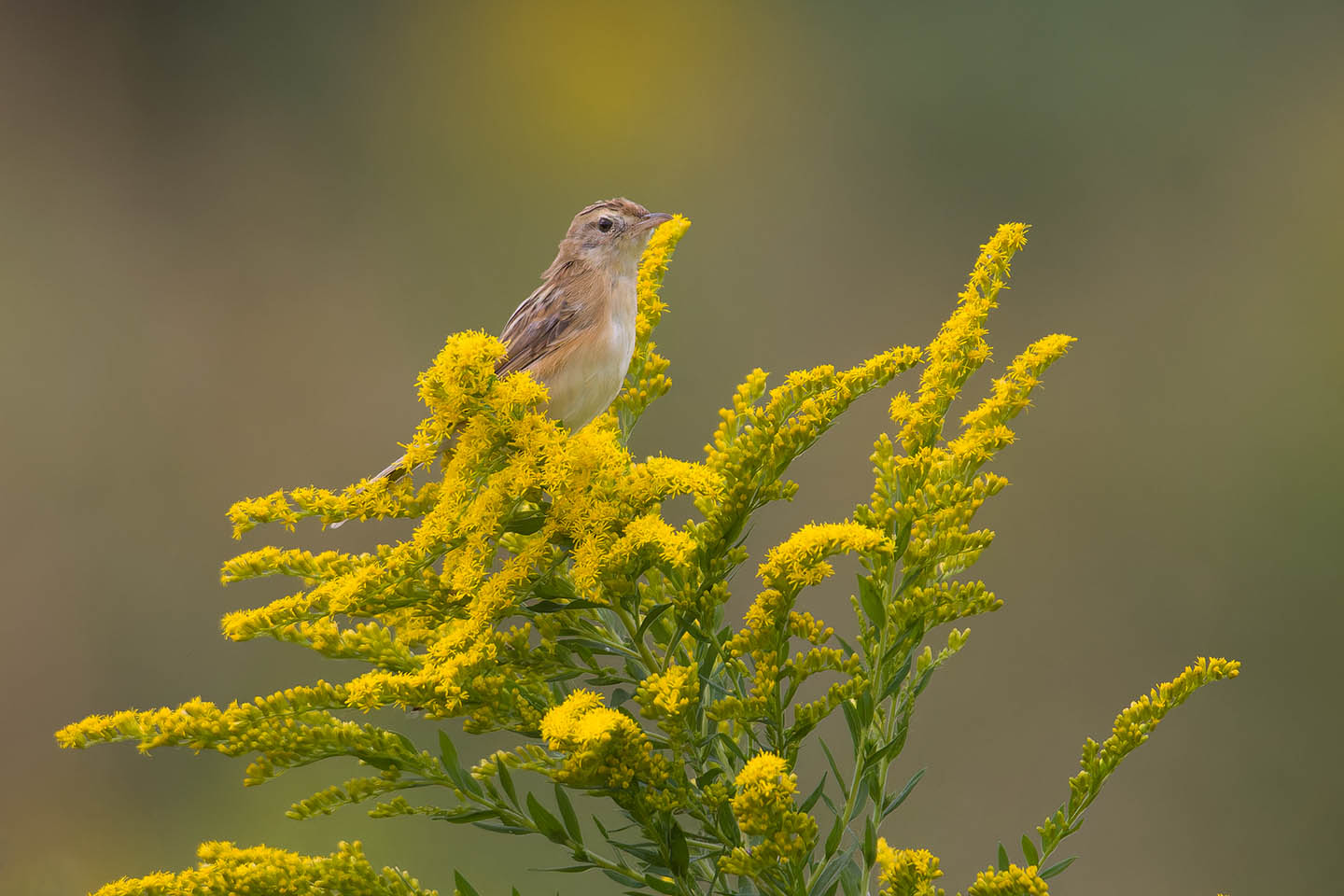 Canon EOS 60D + TAMRON SP 150-600mm F/5-6.3 Di VC USD (A011) and DxO PureRAW 3