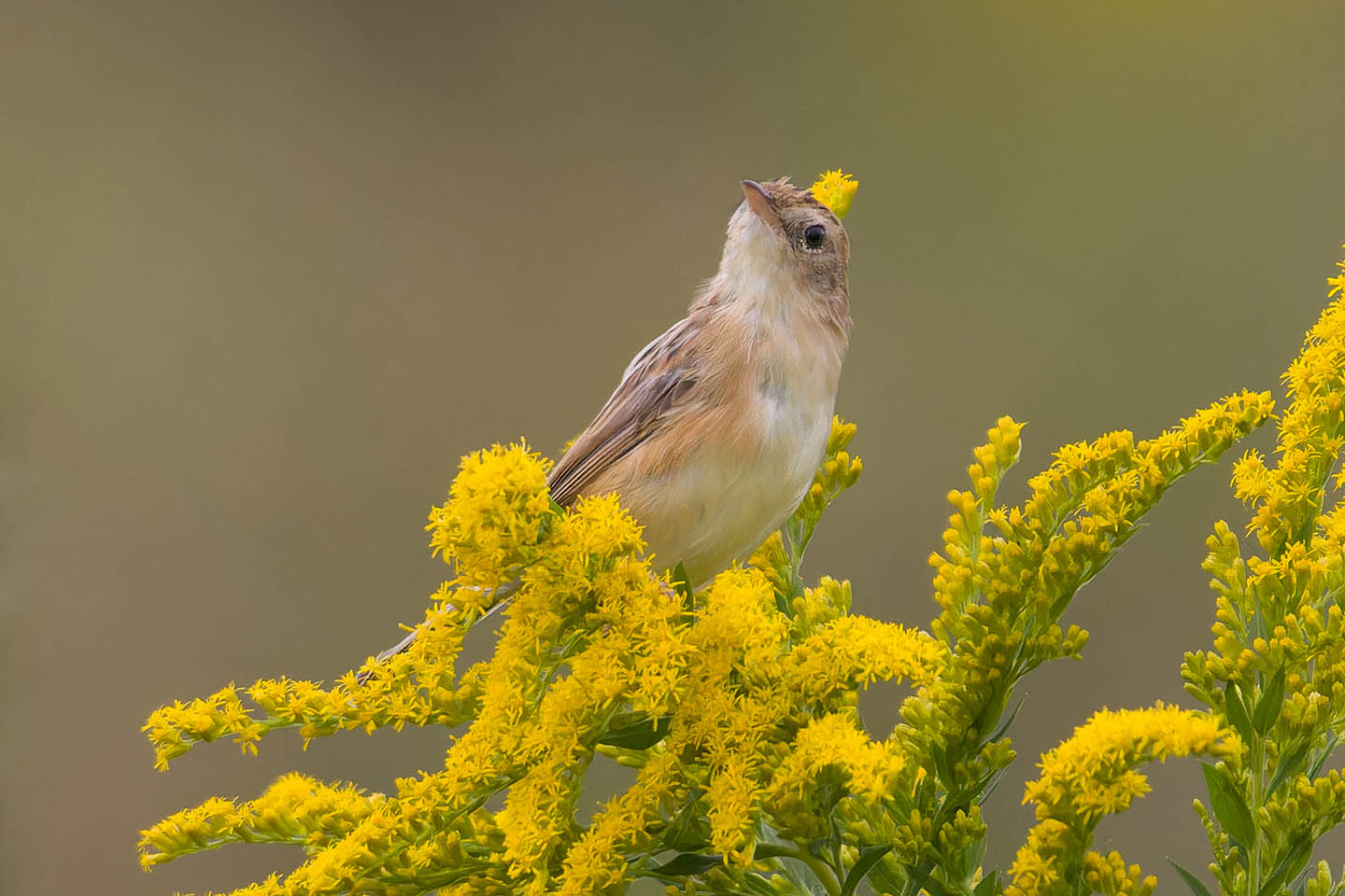 Canon EOS 60D + TAMRON SP 150-600mm F/5-6.3 Di VC USD (A011) and DxO PureRAW 3