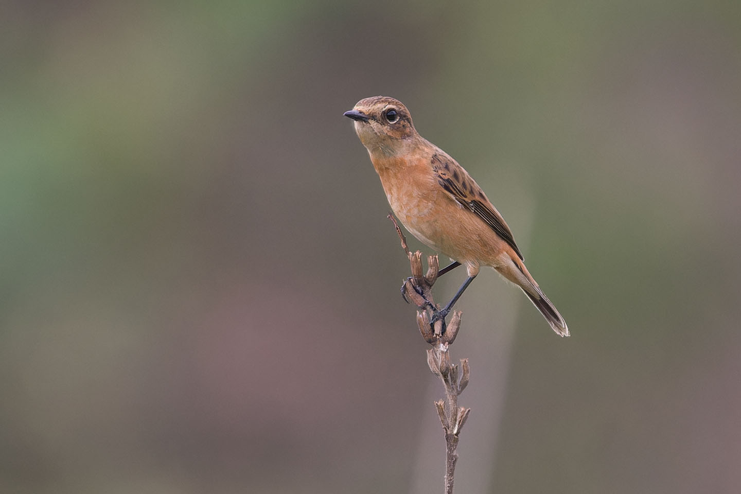 Canon EOS 60D + TAMRON SP 150-600mm F/5-6.3 Di VC USD (A011) and DxO PureRAW 3