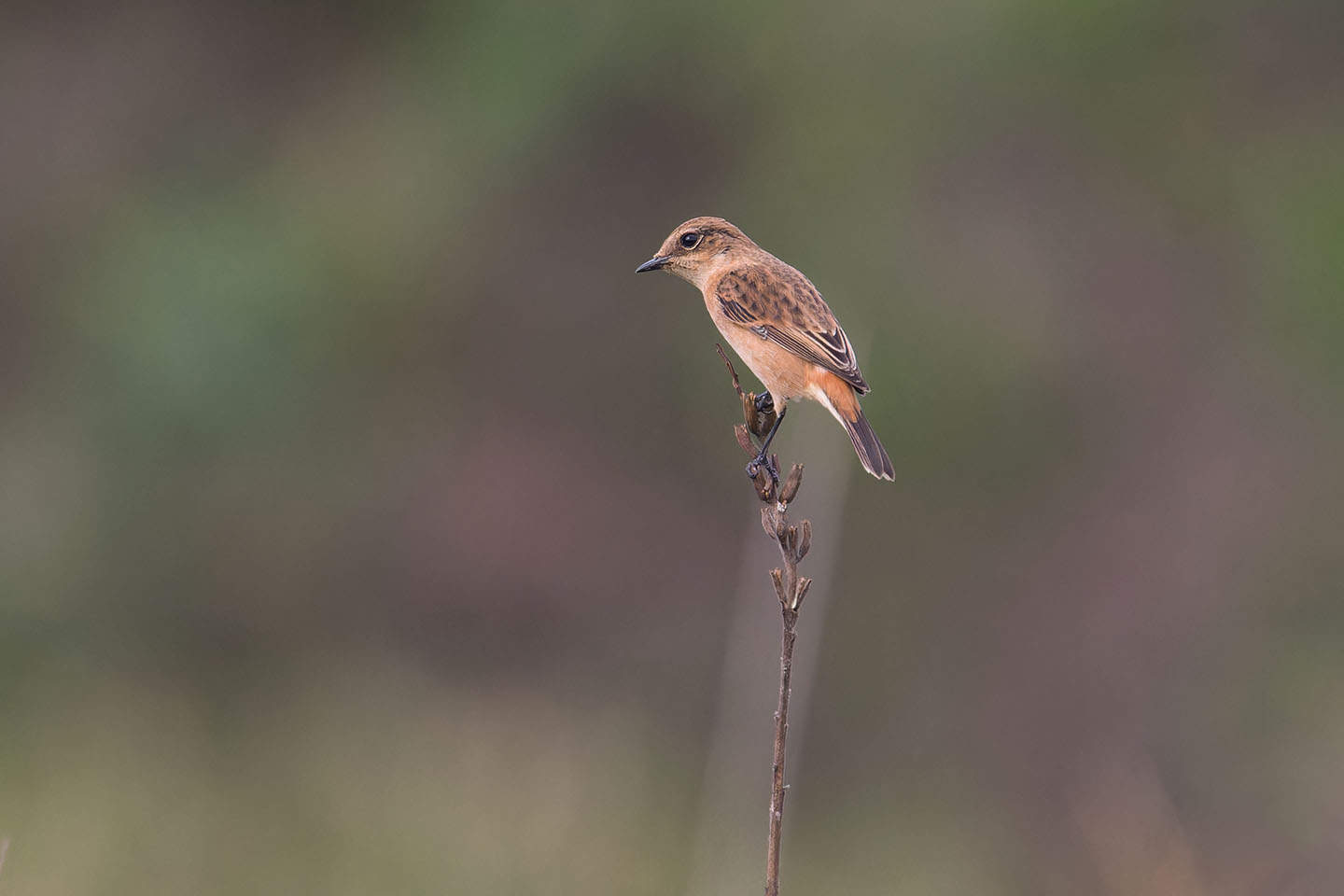 Canon EOS 60D + TAMRON SP 150-600mm F/5-6.3 Di VC USD (A011) and DxO PureRAW 3