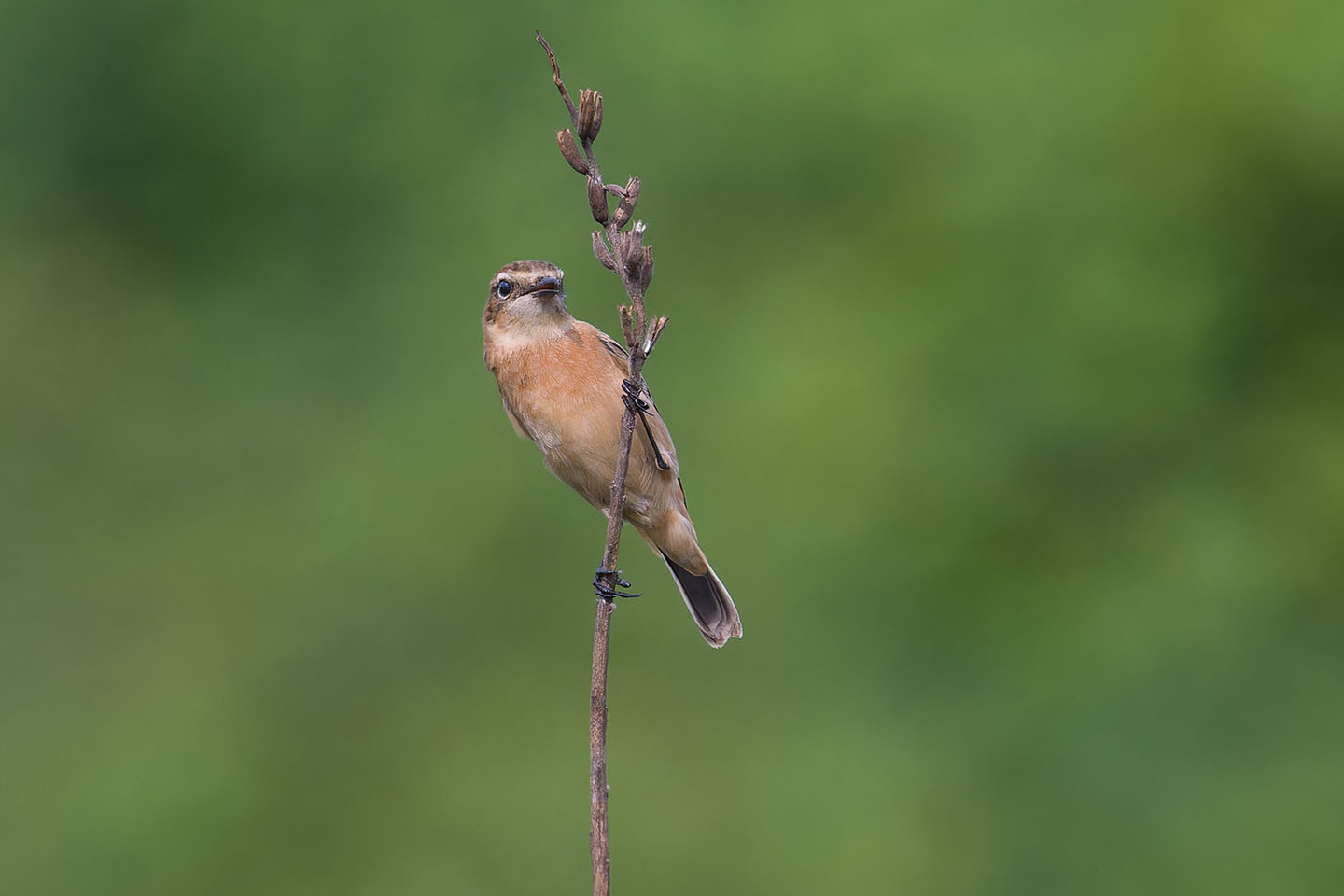 Canon EOS 60D + TAMRON SP 150-600mm F/5-6.3 Di VC USD (A011) and DxO PureRAW 3