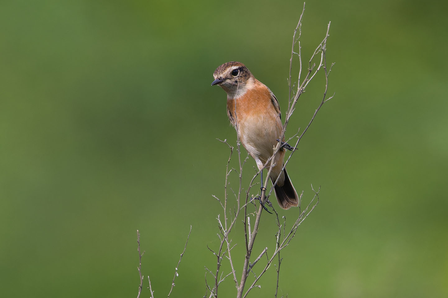 Canon EOS 60D + TAMRON SP 150-600mm F/5-6.3 Di VC USD (A011) and DxO PureRAW 3