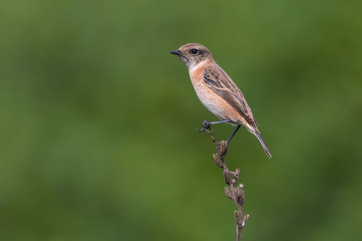 Canon EOS 60D + TAMRON SP 150-600mm F/5-6.3 Di VC USD (A011) and DxO PureRAW 3