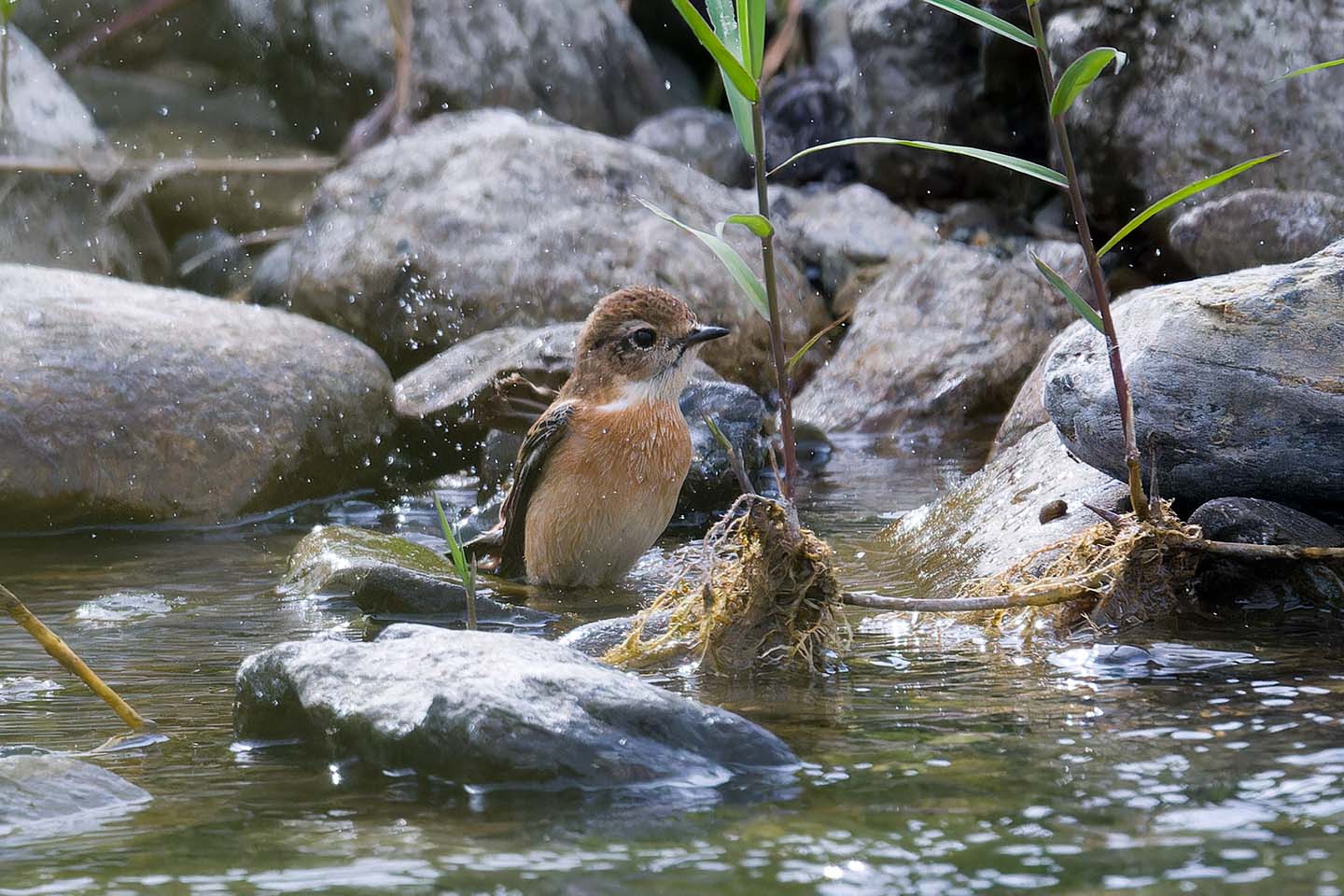 Canon EOS 60D + TAMRON SP 150-600mm F/5-6.3 Di VC USD (A011) and DxO PureRAW 3