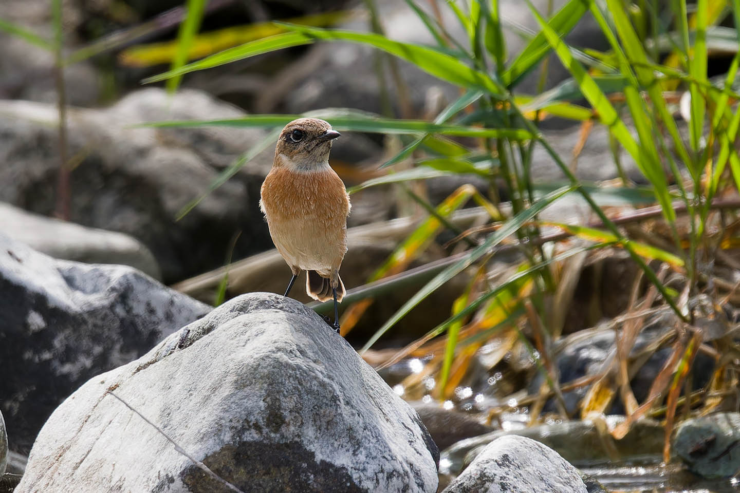 Canon EOS 60D + TAMRON SP 150-600mm F/5-6.3 Di VC USD (A011) and DxO PureRAW 3