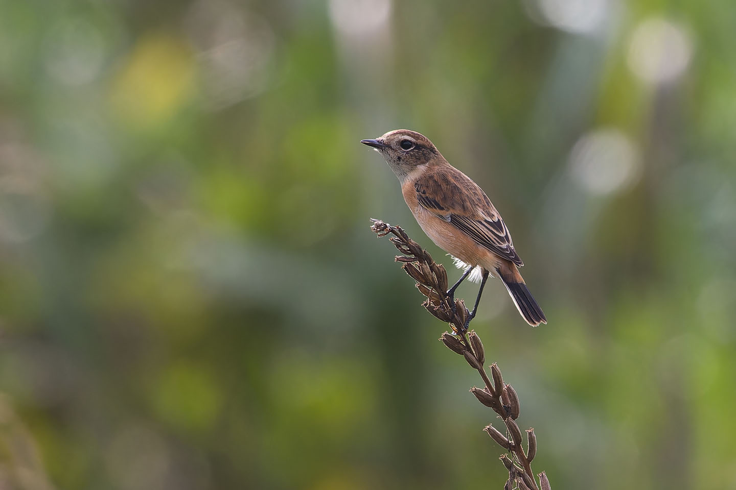 Canon EOS 60D + TAMRON SP 150-600mm F/5-6.3 Di VC USD (A011) and DxO PureRAW 3